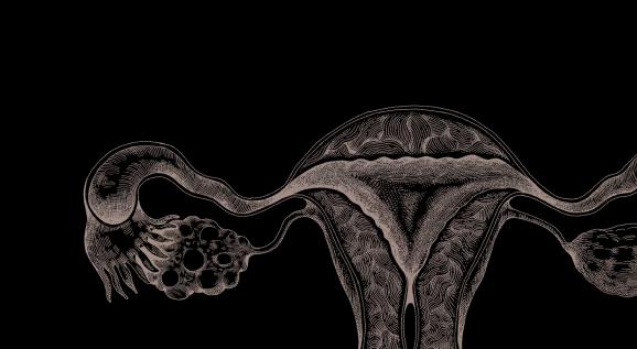 uterus body