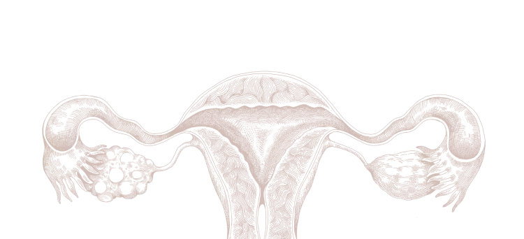 uterus body
